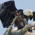 Eagle Landing On Branch (19X26 Matt 14X21 Print) JAH-103